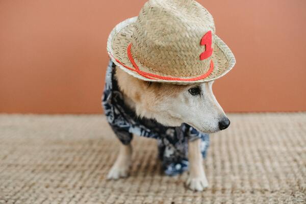 Perros elegantes