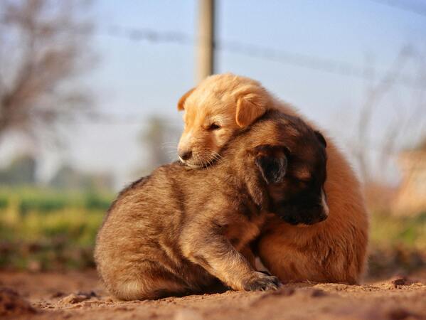 Peludos adorables