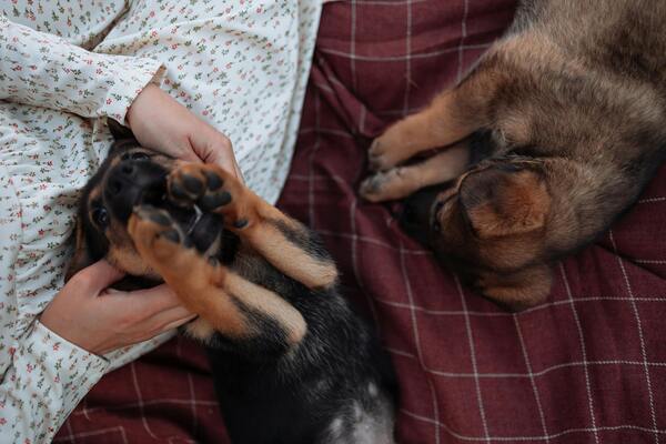 Cachorros tiernos y lindos