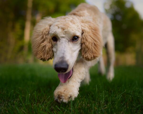 Raza de perro Caniche caminando al aire libre