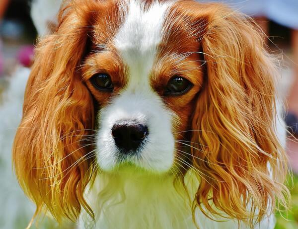 Canino de raza Cavalier King