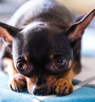 Perro chihuahua macho recostado