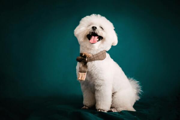 Canino de raza Bichón, elegante y feliz