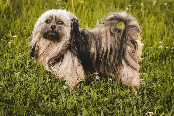 Perro de raza Shih Tzu en el césped al aire libre 