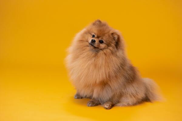 Pomerania, raza de perros asociados con la aristocracia