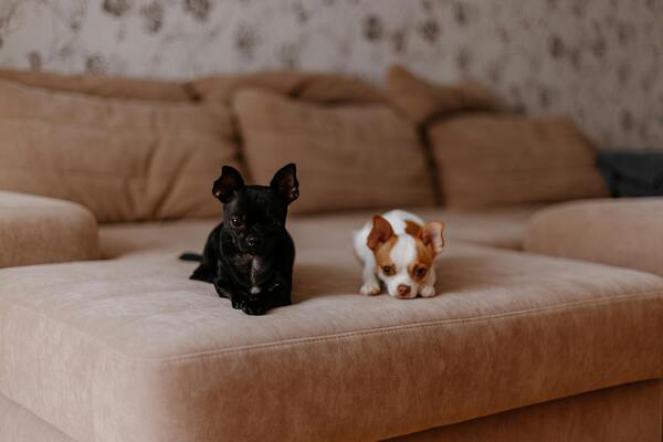 Perros chihuahua de diferentes colores