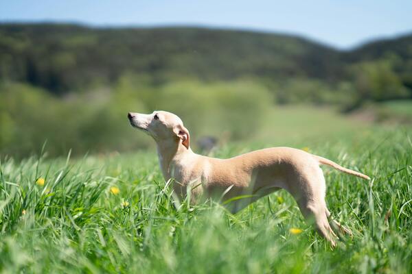 Perro de raza Galgo Inglés al aire libre 