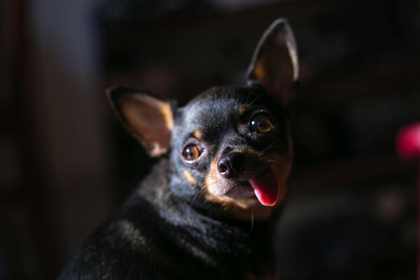 Nombres graciosos y divertidos para perros chihuahua