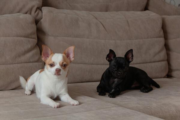 Dos perros chihuahuas recostados en el sofá, el primero es de color blanco con manchas café y el segundo es color negro.